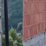 Zmija se penje uz zid kuće