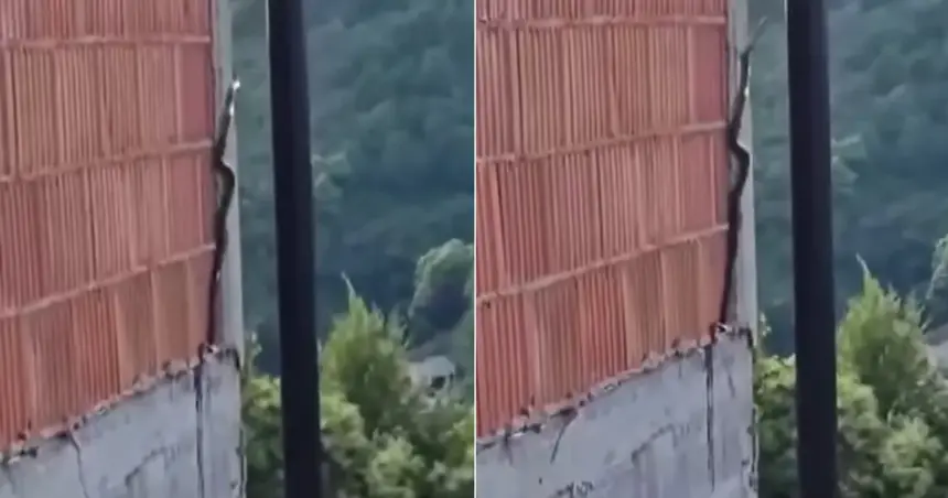 Zmija se penje uz zid kuće