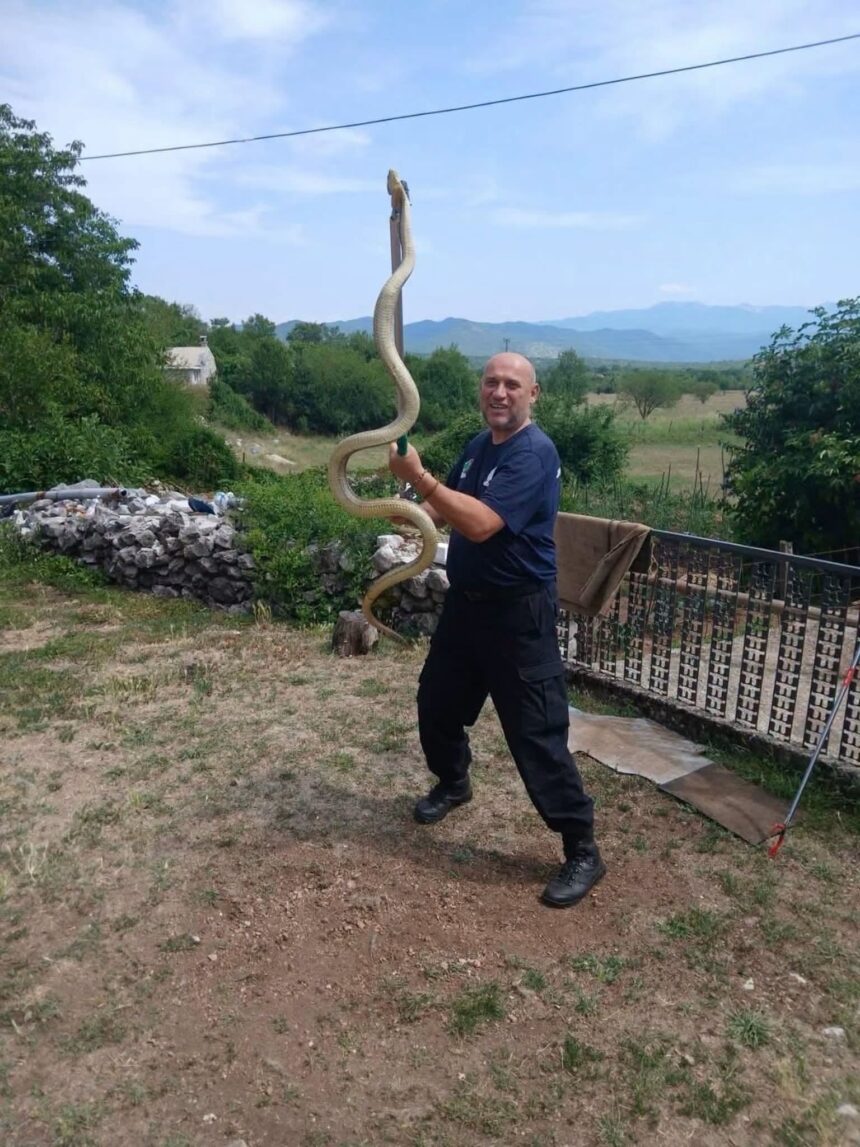 Mišo Pamučina