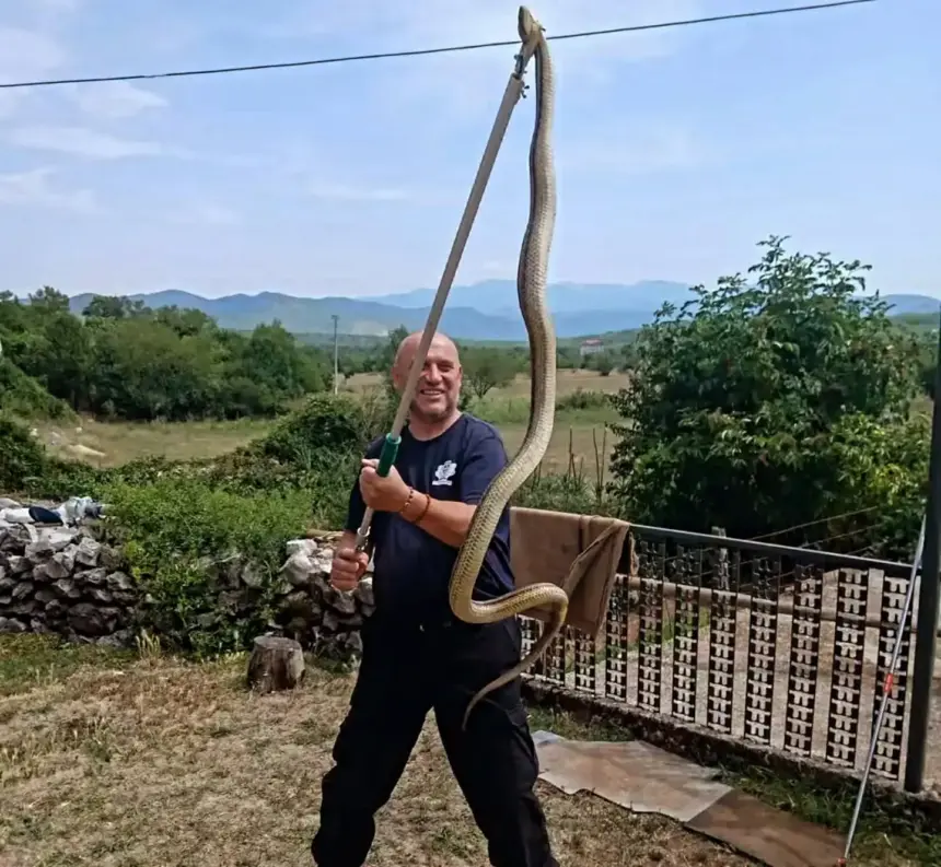 Mišo Pamučina sa uhvaćenom zmijom