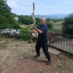 Mišo Pamučina sa uhvaćenom zmijom