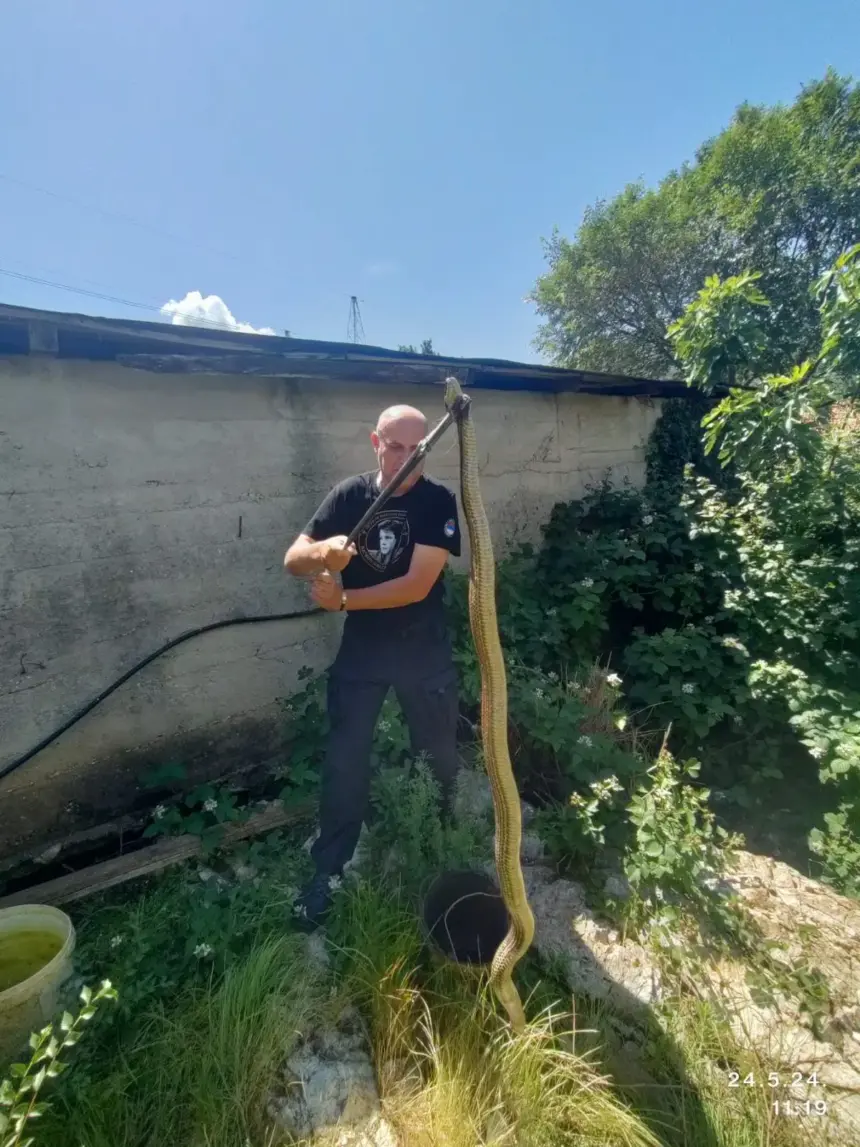 Mišo Pamučina sa uhvaćenom zmijom
