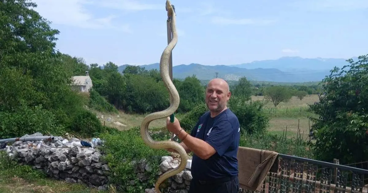 Mišo Pamučina sa uhvaćenom zmijom (Foto: Društvene mreže)