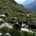 Ovce na Alpama