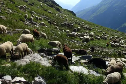 Ovce na Alpama