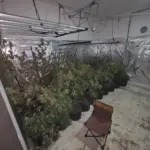 U tri laboratorije pronađeno 280 stabljika marihuane