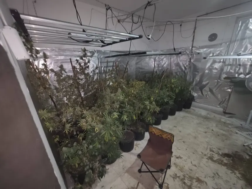 U tri laboratorije pronađeno 280 stabljika marihuane