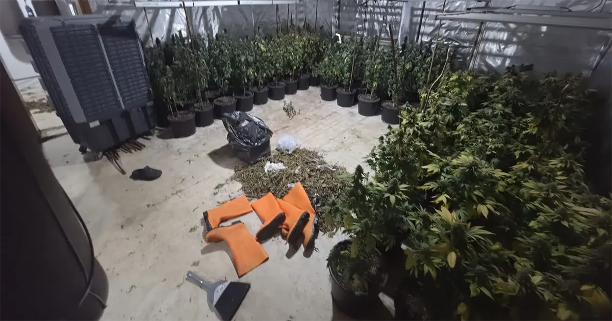 Akcija “Šibica”: U tri velike laboratorije pronađeno 280 stabljika marihuane. Oduzeta droga i novac