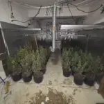 U tri laboratorije pronađeno 280 stabljika marihuane
