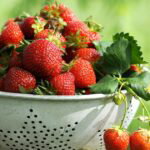 Jagode