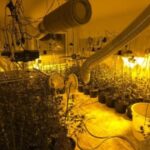 laboratorija marihuana
