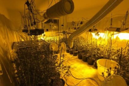 laboratorija marihuana