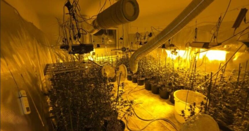laboratorija marihuana