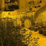laboratorija marihuana