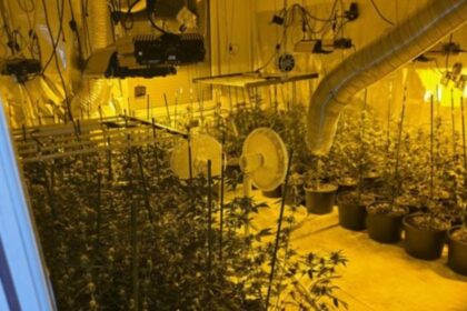 laboratorija marihuana