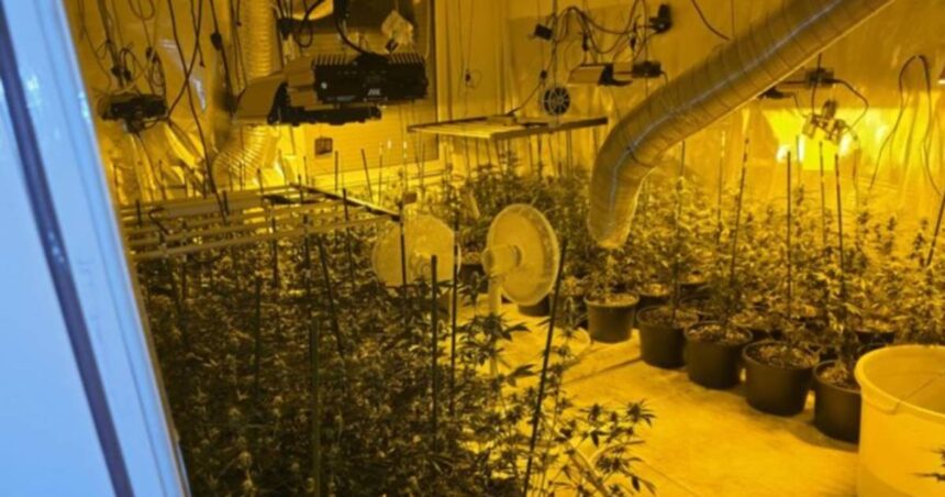 laboratorija marihuana