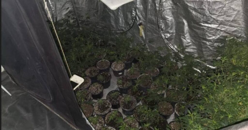 laboratorija marihuana