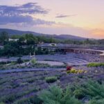 lavanda u Visokom