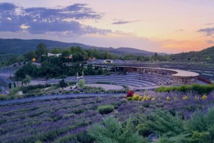 lavanda u Visokom