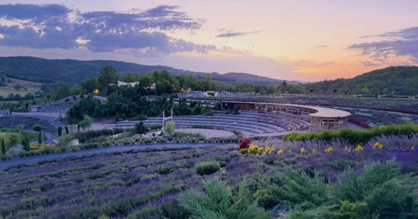 lavanda u Visokom