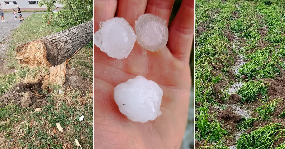 Nevrijeme u BiH: Led uništio usjeve, vjetar obarao stabla i oštetio vozila, grom pogodio objekat