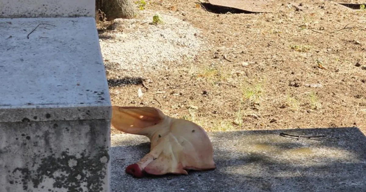 U kompleksu mezarja u Mostaru ostavljena svinjska glava. Oglasio se gradonačelnik Kordić