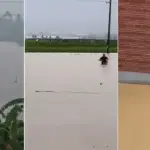 Stotine zmija otrovnica preplavilo grad u Kini