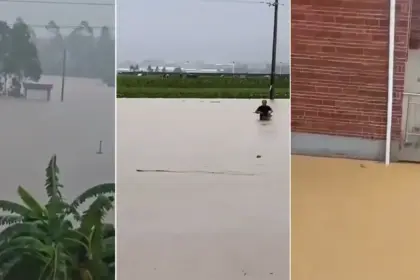 Stotine zmija otrovnica preplavilo grad u Kini