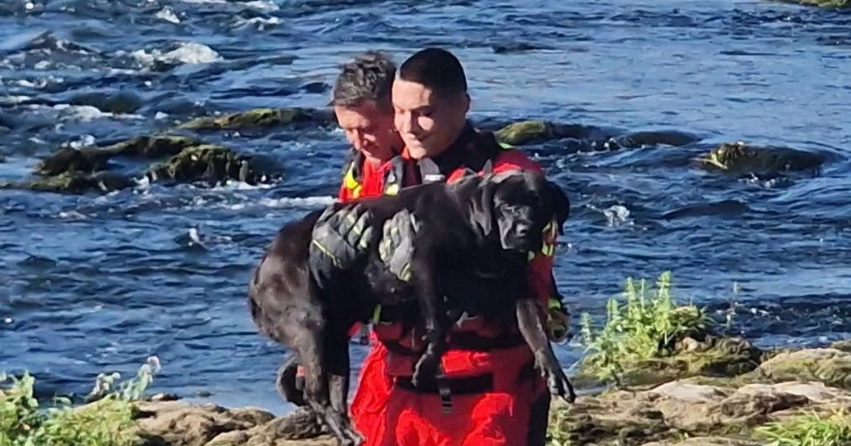 Firefighters Rescue Dog Stranded on Rock in Bosnian River for Two Days