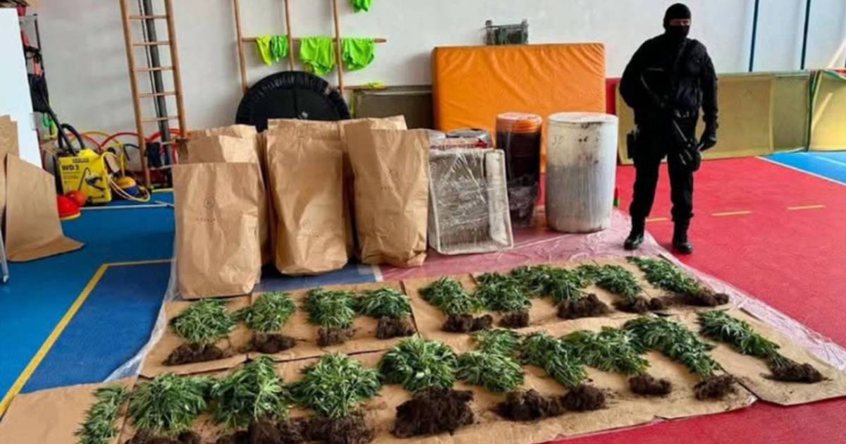 Otkrivena plantaža sa 206 stabljika kanabisa, uhapšena jedna osoba