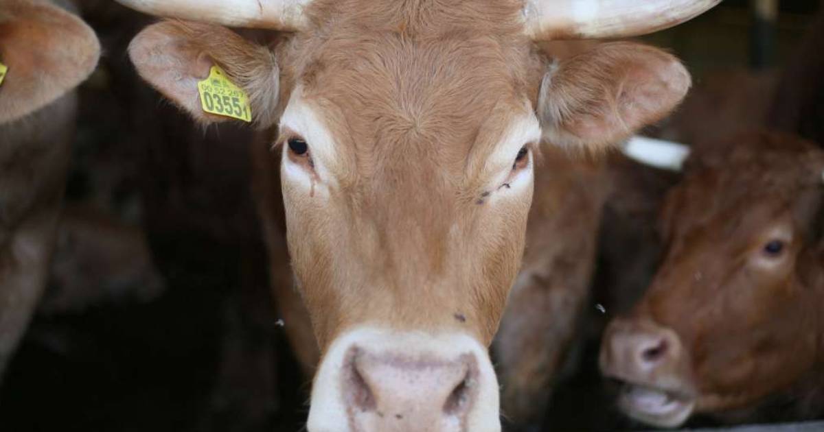 Bruceloza potvrđena kod tri osobe u jednom kantonu, zaražene i 72 životinje