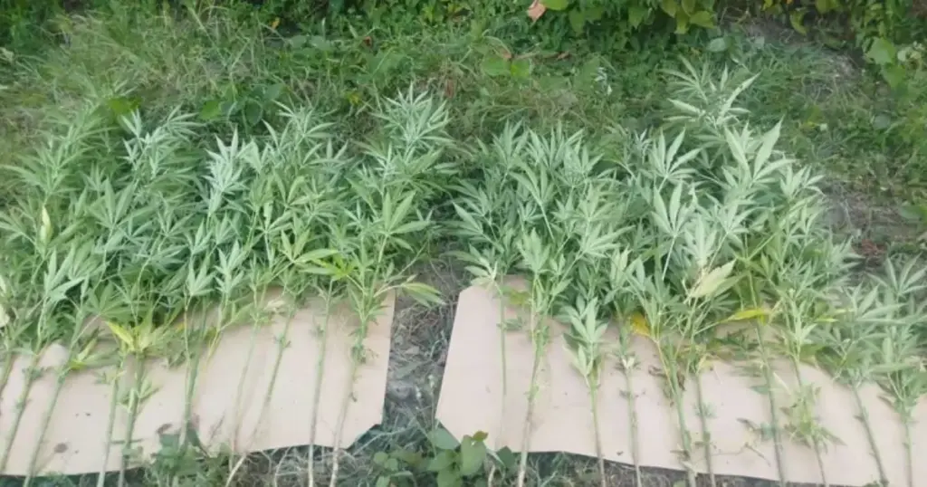 Zapljena u BiH: Otkrivena plantaža sa 93 stabljike indijske konoplje i nađeno 17,7 kg marihuane
