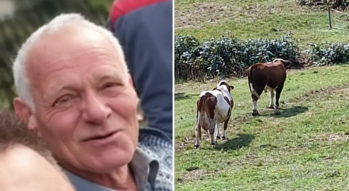 Tragedija u BiH: Bik usmrtio Ibrahima u njegovoj njivi. Lovci će životinju usmrtiti u subotu