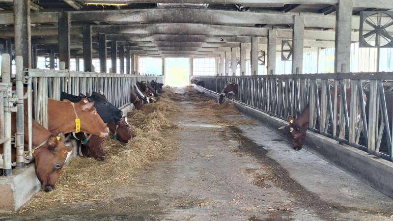 Od Norveške do Kozarca: Farma Jusufa Arifagića između velikih planova i neizvjesne budućnosti